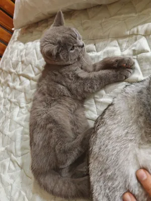 Yalangoch uxlayotgan fohishalar