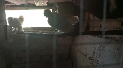 Yapon kars tovuq 1