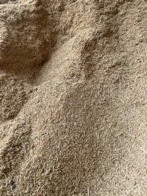 Sholi pocho qoplangan 1
