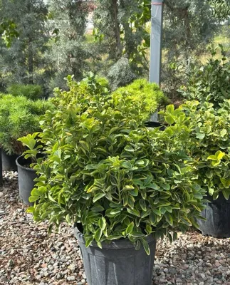 Шаровой Euonymus Gold Италия 1