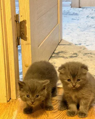 Котята породы шотландская вислоухая и шотландская прямоухая — чистокровные! 1