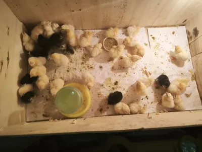 Инкубатор хизматлари