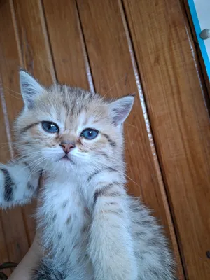 Paypoqli kombinezon porno