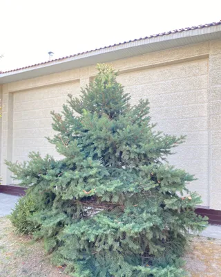 Goluboy yel - Ko’k Archa 1