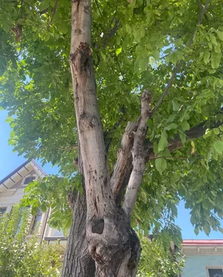 Дарахт кесиш, утин 1