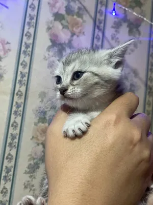 Shinchilla mushukchalari sotiladi 1