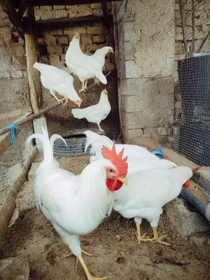 Tuxum joʻjaga zakaz olamiz 1