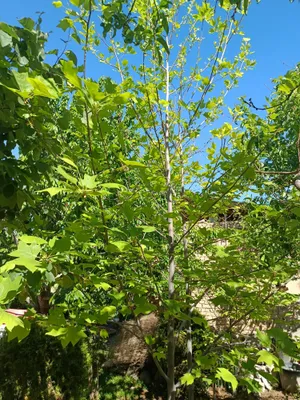 Lola daraxti koʻp yillik oʻsimlik 1