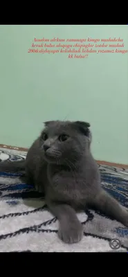 Продаётся породистый кот