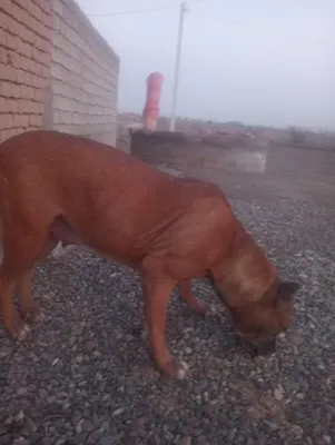Buldok urgʻochi axranasi zur 1