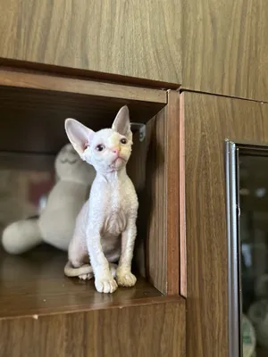 Porno yosh fohishalar Yalangoch ghoullarning fotosuratlari toplami