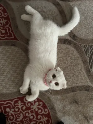 Продаётся шотландская вислоухая кошка 1