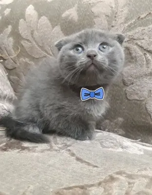 Чистокровные котята скоттиш-фолд 2