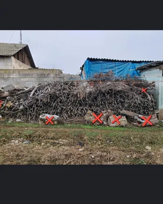 Oʻrik oʻtin oʻrtacha qalinlikda 1