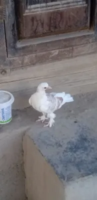 Голуби с белыми оперёнными ногами 1