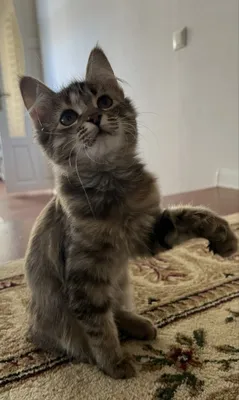 котята в добрые руки 1