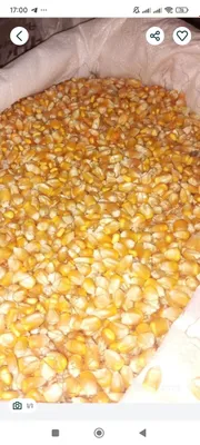 Продаётся кукуруза.