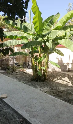 Banan daraxt sotiladi srochno 1