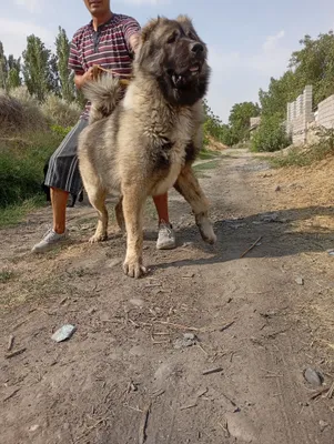 Вязка Кавказская овчарка 1