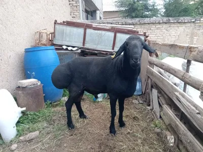 Zot olishka qo'chqor sotiladi (GO'SHTKAMAS) 1