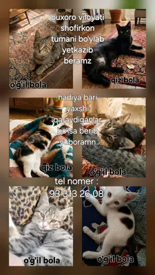 Кошки отдаются в дар