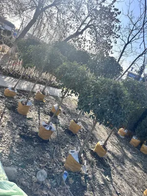 Продажа барвинка 1