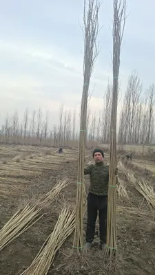 Саженцы тополя «Оптим» 1