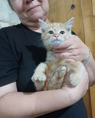 Pul, omad va farovonlik olib keladigan malla mushukcha bolani hadya qilaman 1