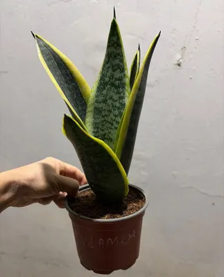 Xona sansevieriyasi
