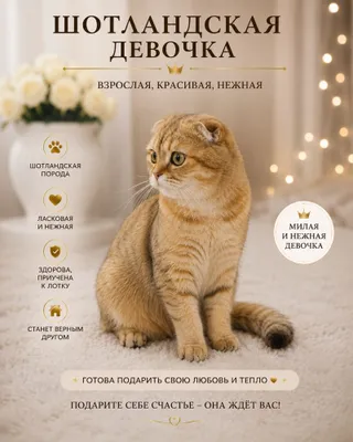 Продается скоттиш фолд 1