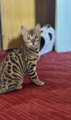 Бенгальская кошка. 1