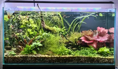 180 litrli o‘simlikli akvarium 1