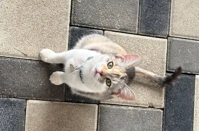 Котёнок, возраст неизвестен