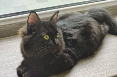 Котенок бесплатно, в добрые руки. Мальчик 1
