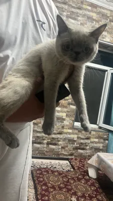 Silikon porno yulduz