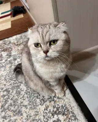 Кошка скоттиш фолд 1