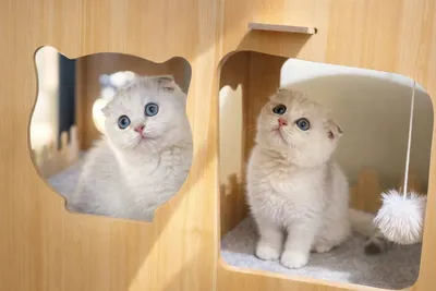 Juda noyob ko‘k ko‘zli Silver chinchilla 1
