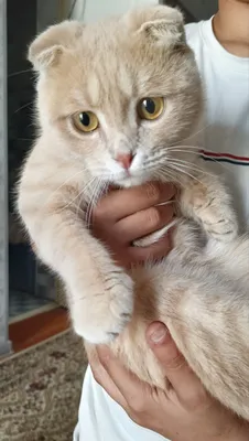 Кошка 1