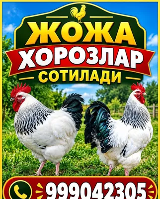 Продаются петухи адлерской породы