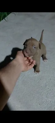Pitbul sotiladi 1