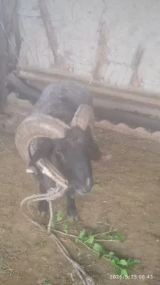 Qo'chqor sotiladi 1