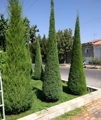 Daraxtlarga shakl berish,gazon ekish,daraxtlarni dorilash,archalarni k