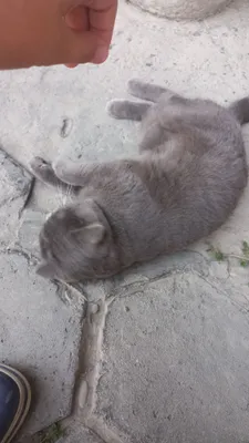 mushuk 1