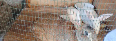 Продаются кролики 1