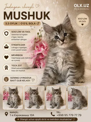 Продаётся котёнок мейн-куна 1