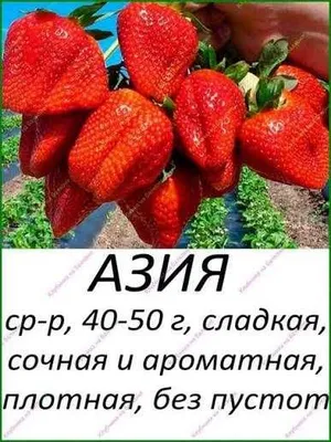 Рассада клубники 1