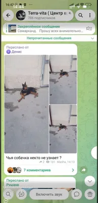 Donna laqabli doberman iti yo‘qolgan 1