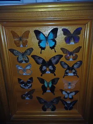 Синекрылый парусник (Papilio blumei)