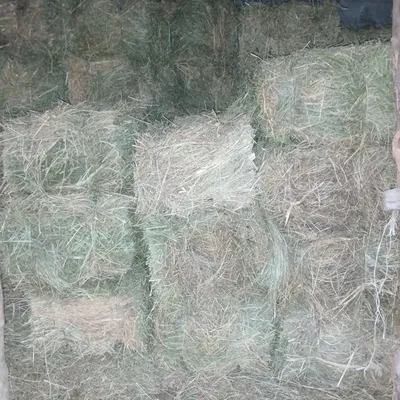 Продаются прессованные тюки сена 1