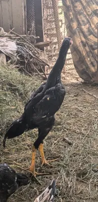 Карес япон ганой жужалал 1